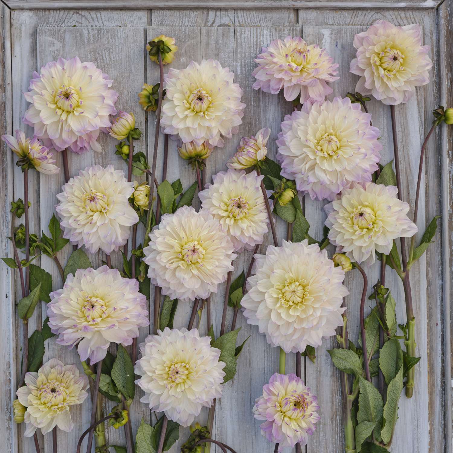 Dahlie ‘Masterclass’